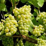 अंगूर का अधिक सेवन करने से हो सकती हैं ये स्वास्थ्य समस्याएं, जानिए सही मात्रा