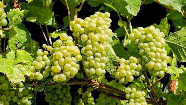 अंगूर का अधिक सेवन करने से हो सकती हैं ये स्वास्थ्य समस्याएं, जानिए सही मात्रा