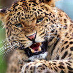 आतंक का पर्याय बने गुलदार को शिकारियों ने किया ढेर