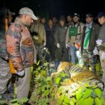 कॉर्बेट टाइगर रिजर्व में पकड़ा गया दहशत का पर्याय बना बाघ