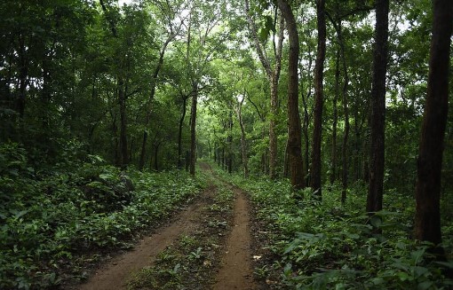 पेड़ों के बिना बेमानी है वन्यजीव संरक्षण का दावा