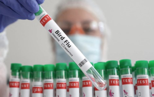 पश्चिम बंगाल में 4 वर्षीय बच्ची में पाया गया बर्ड फ्लू का पहला मामला