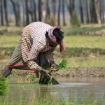 छोटे किसान खाद्य सुरक्षा की सबसे बड़ी ताकत