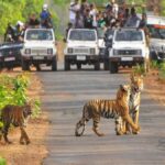 पर्यटकों के लिए खोला गया कॉर्बेट टाइगर रिजर्व का बिजरानी जोन