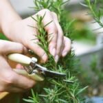 बालों की ग्रोथ बढ़ाएगा रोजमेरी हेयर स्प्रे, स्कैल्प इंफेक्शन से मिलेगा छुटकारा