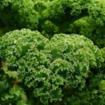 पौष्टिक और स्वास्थ्यवर्धक सब्जी है केल, जानिए इससे बनाए जाने वाले व्यंजन