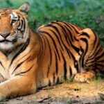 राजाजी टाइगर रिजर्व के पश्चिमी हिस्से में बढ़ने जा रहा बाघों का कुनबा, 5वें बाघ को लाने की मिली अनुमति 