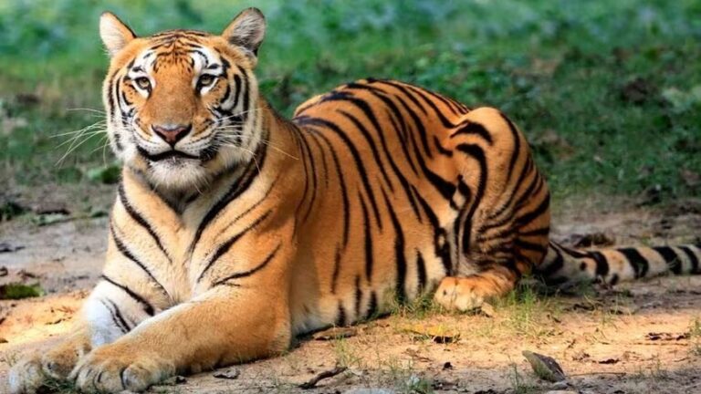 राजाजी टाइगर रिजर्व के पश्चिमी हिस्से में बढ़ने जा रहा बाघों का कुनबा, 5वें बाघ को लाने की मिली अनुमति 