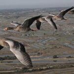 तराई के दलदले और साफ पानी वाले स्थानों पर मेहमान पक्षियों का लगा जमावड़ा, सुरक्षा के लिए पेट्रोलिंग शुरू