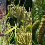 सरकारी विभाग अब स्थानीय उत्पादों की करेंगे खरीद 