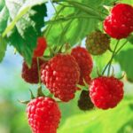 रास्पबेरी का खट्टा-मीठा स्वाद कर देगा मन को तृप्त, इससे बनाएं ये 5 मीठे व्यंजन