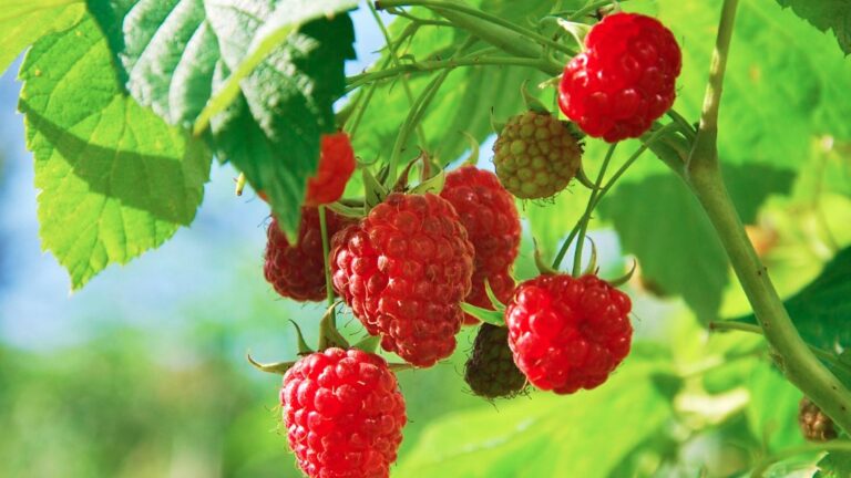रास्पबेरी का खट्टा-मीठा स्वाद कर देगा मन को तृप्त, इससे बनाएं ये 5 मीठे व्यंजन
