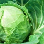 पत्ता गोभी में पाए जाने वाले छोटे-छोटे कीड़े होते हैं बेहद खतरनाक, आइए जानते हैं इसे साफ करने का सही तरीका  