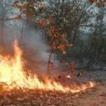 सात नई पिरुल ब्रिकेट्स यूनिट तैयार होंगी वनाग्नि सत्र से पहले