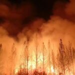 दक्षिणी कैलिफोर्निया के लॉस एंजिल्स में लगी भयंकर आग, सैकड़ों पेड़ और जानवर जलकर हुए खाक 