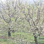 मार्च के बजाय फरवरी की शुरुआत में ही सेब के पौधों पर आने लगे पत्ते व फूल, विशेषज्ञ मान रहे खतरे की घंटी 