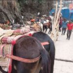 यात्रा मार्ग पर सेवा देंगे 43 सौ से अधिक घोड़ा- खच्चर संचालक