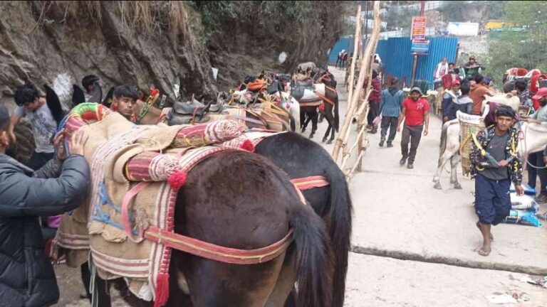 यात्रा मार्ग पर सेवा देंगे 43 सौ से अधिक घोड़ा- खच्चर संचालक