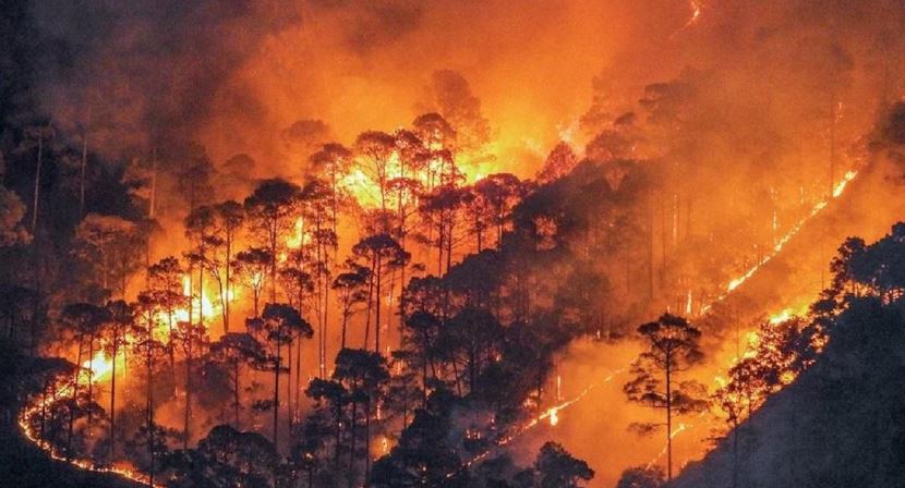 24 घंटे में जंगल की आग की 12 घटनाएं, अब तक 136 हेक्टेयर क्षेत्र प्रभावित