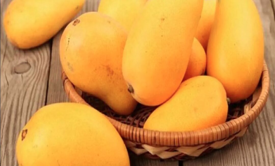 क्या आप भी करते हैं गर्मियों में अधिक आम का सेवन, अगर हां, तो जान लीजिये इसके नुकसान  