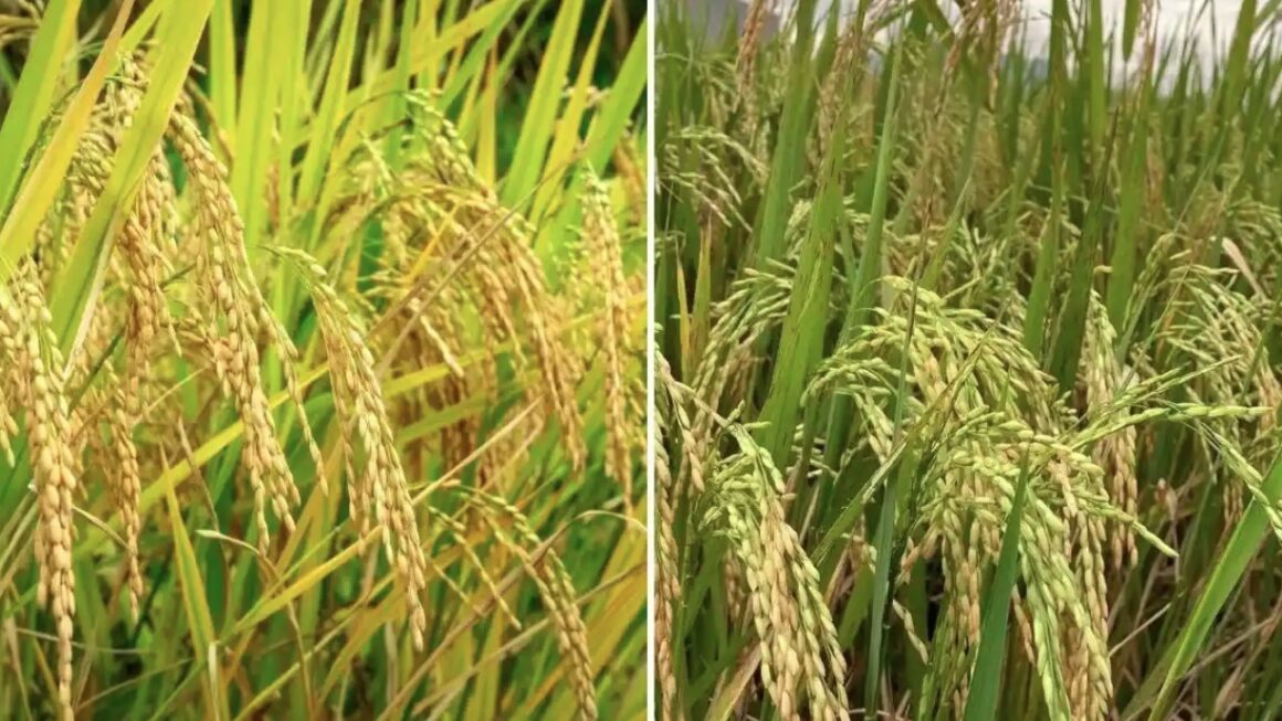 भारत की ऐतिहासिक उपलब्धि, जीनोम संपादित धान की दो नई किस्में की विकसित
