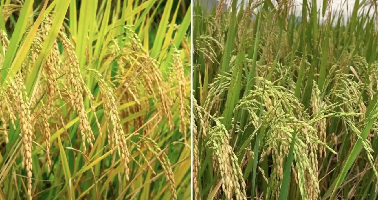 भारत की ऐतिहासिक उपलब्धि, जीनोम संपादित धान की दो नई किस्में की विकसित