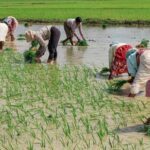 किसानों के लिए खुशखबरी- MSP में 50% तक की बढ़ोतरी को मिली मंजूरी