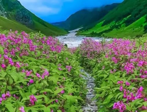 एक जून से खुलेगी विश्व प्रसिद्ध फूलों की घाटी, ऑनलाइन पंजीकरण की शुरुआत