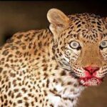 गुलदार के हमले में व्यक्ति की मौत, ग्रामीणों में दहशत का माहौल